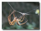 Spider al lavoro Spider al lavoro