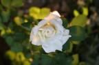 Rosa bianca Rosa bianca