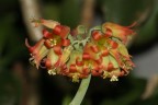 fiore fiore