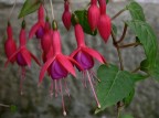 .: grappolo di fiori di fucsia :. .: grappolo di fiori di fucsia :.