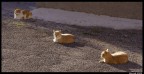 3 gatti per strada 3 gatti per strada