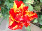 Tulipano in fiamme Tulipano in fiamme