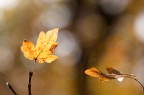 Autunno Autunno