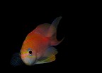 Monachina rossa Monachina rossa