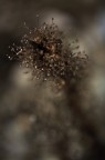 nebulosa