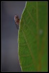 mosca mosca