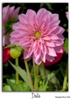 Dalia Dalia