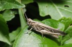 Myrmeleotettix_maculatus Myrmeleotettix_maculatus