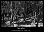 La Pineta La Pineta