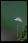 Fungo_1 Fungo_1