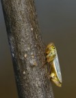 rampichina..