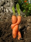 Amanti vegetali Amanti vegetali