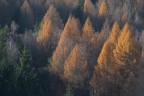 Larici in autunno