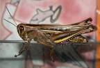 Locusta Locusta