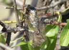 cicala cicala