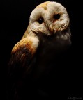 Rapace Notturno Rapace Notturno