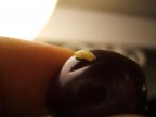 Tre forme di vita Tre forme di vita