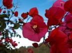 .: bouganville :. .: bouganville :.