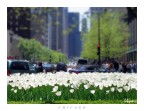 Tulipani a Chicago Tulipani a Chicago