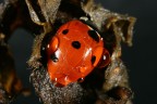 Ecco una coccinella sorpresa nell'intimit� o meglio nell'umidit�