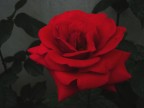 Rosso crepuscolo Rosso crepuscolo