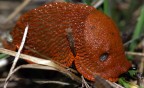 lumaca rossa SIBOLLA lumaca rossa SIBOLLA
