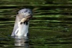 Lontra gigante Lontra gigante
