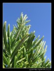 Piccolo gigante