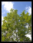 Grattacielo della natura Grattacielo della natura
