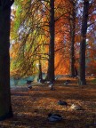 Pace, Luce, e Colori Pace, Luce, e Colori