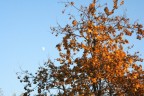 Autunno a Milano Autunno a Milano