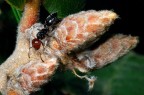 Formichina