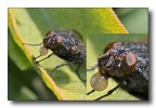 mosca cicca