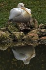 pellicano pellicano