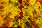 Fall colors Fall colors