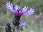 fior fiore fior fiore