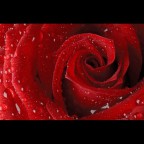 rosa rosa