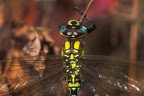 Anax d'inverno