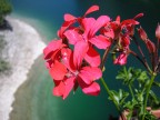 fiore nel lago fiore nel lago