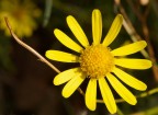 sostegno al giallo sostegno al giallo