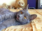 Marameow! Marameow!