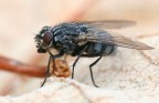 The Big Fly