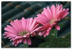 Due Fiori Due Fiori
