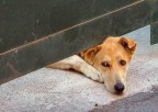 attenti al cane attenti al cane