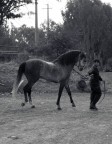 lo stallone lo stallone