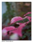 colori d'autunno