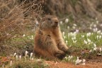 marmotta.....in allerta