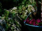 flowers 3 flowers 3