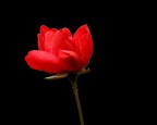 semplicemente rosa semplicemente rosa