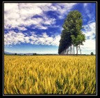 La campagna di Carignano, Torino. #4